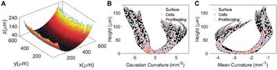 Quantifying epithelial cell proliferation on curved surfaces